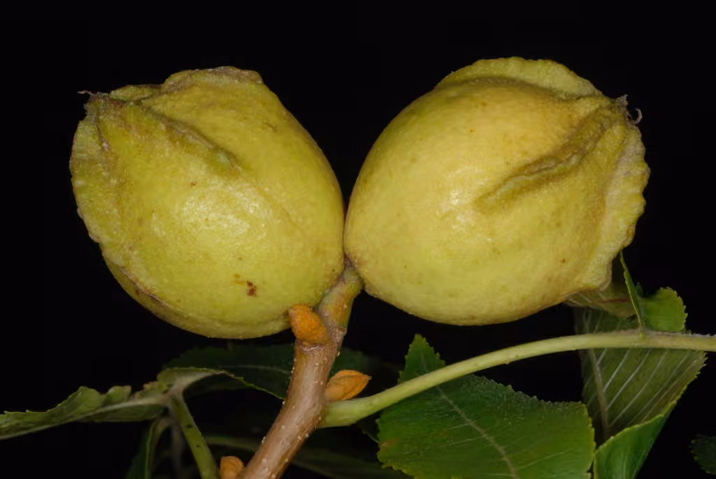 Bitternut hickory, In fruit