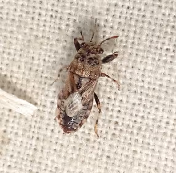 Phlegyas abbreviatus, photo 3 of 5