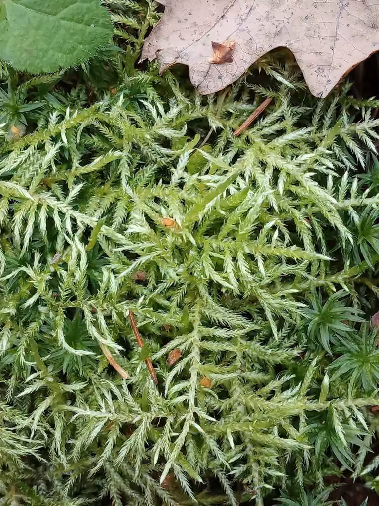Hair-pointed Feather-moss, photo 1 of 5