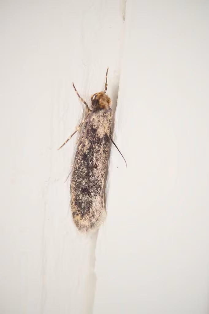 European House Moth, Adulte