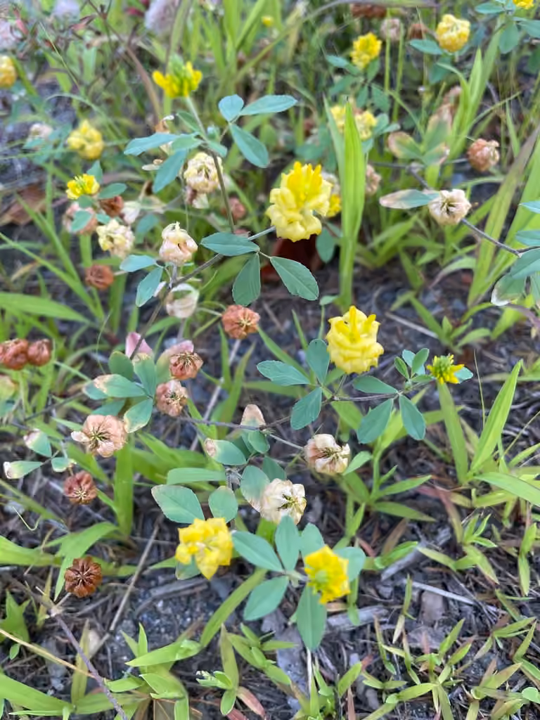 Field clover, In fruit