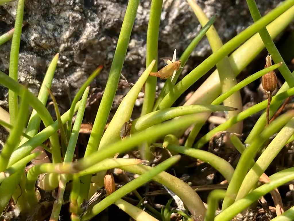 Littorelle d'Amérique, En fleurs
