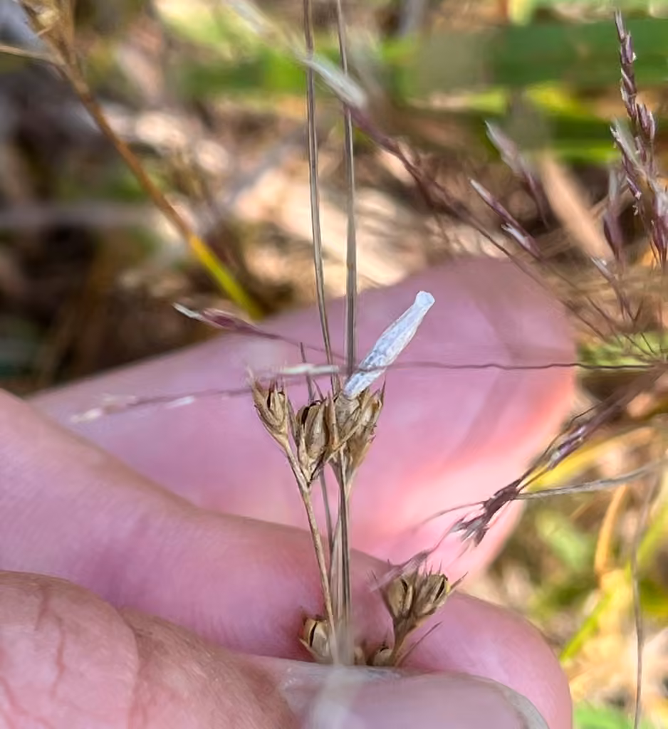 Streaked Coleophora Moth, Chenille