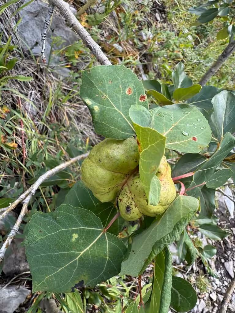 Aspen leaf-pocket aphid, Gall