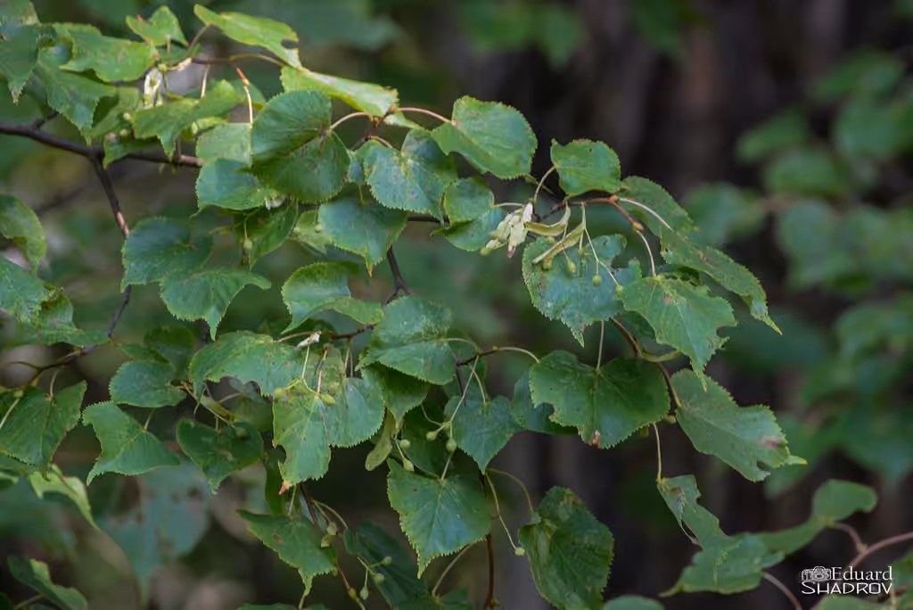 Littleleaf linden, In fruit