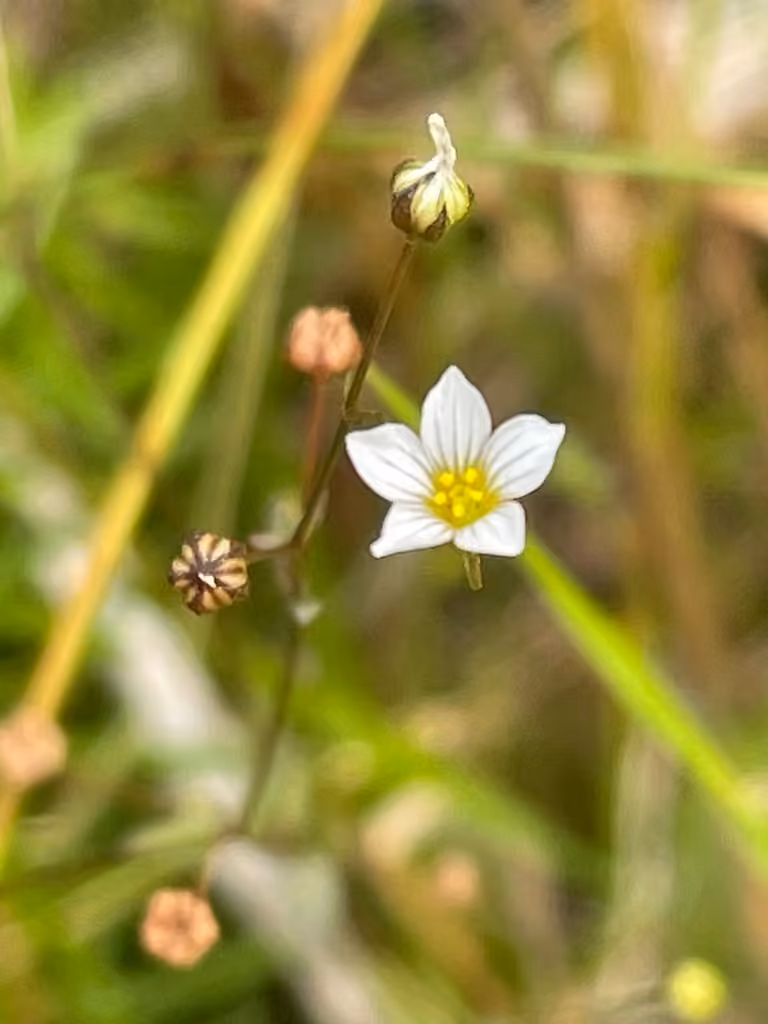 Lin purgatif, En fleurs