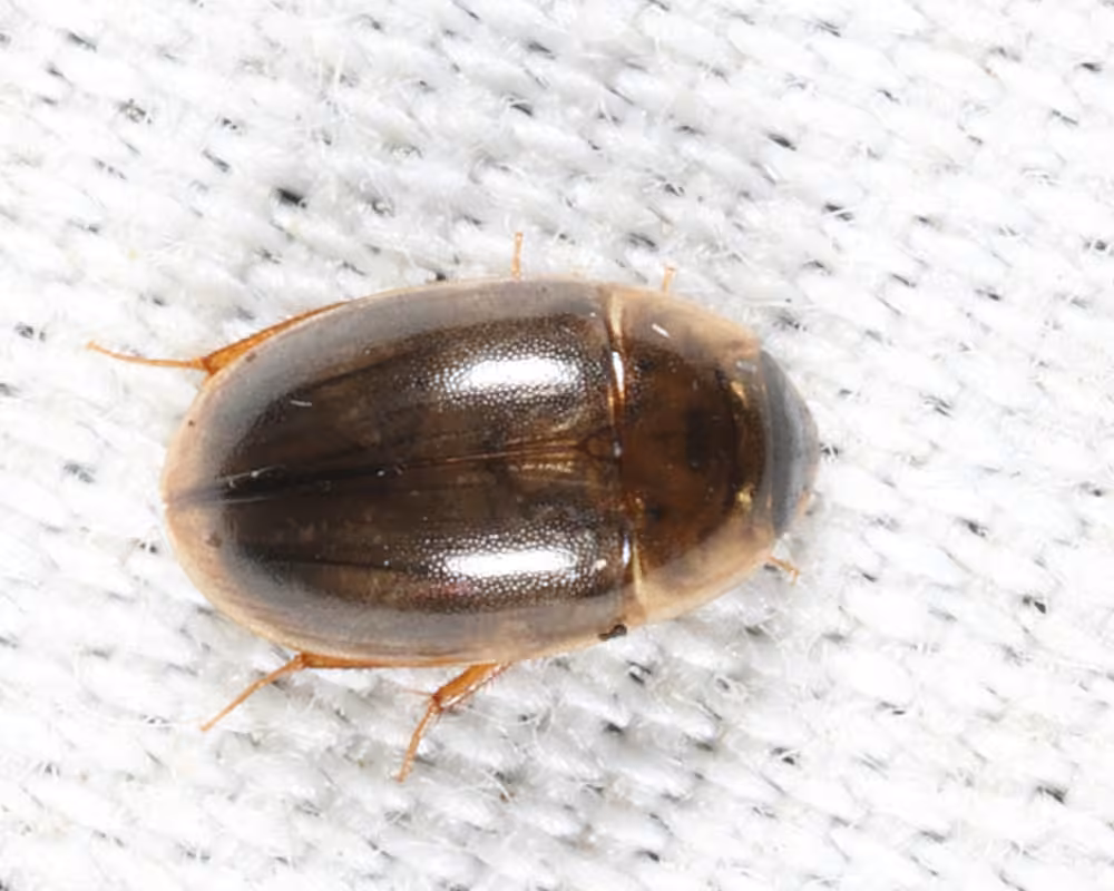 Ochre Water Scavenger Beetle, Female