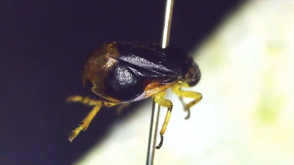 Heath Spittlebug, photo 3 of 5