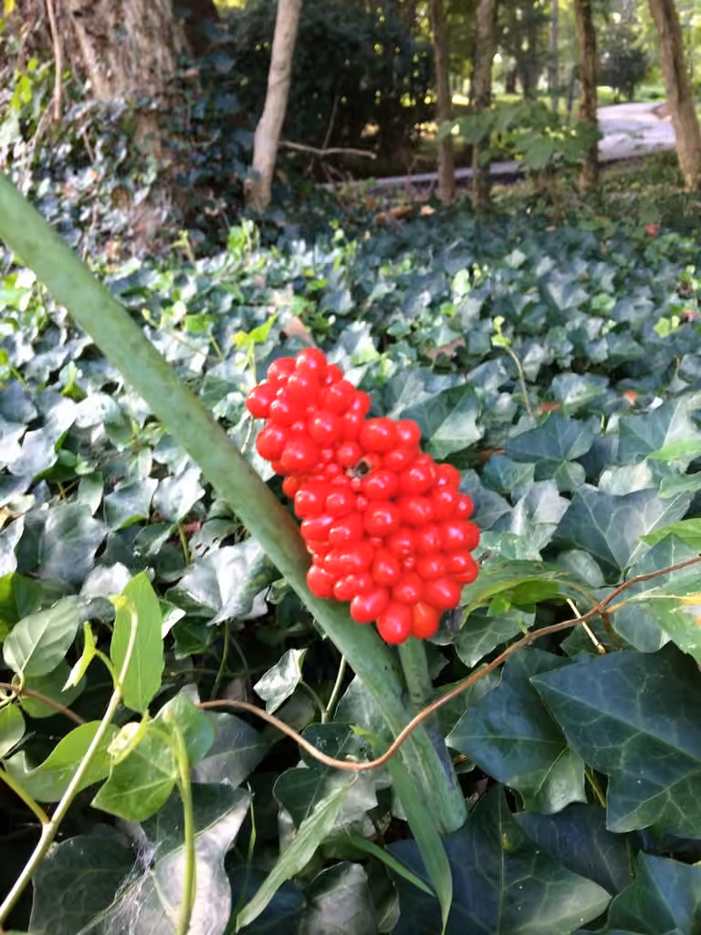 Green dragon, In fruit