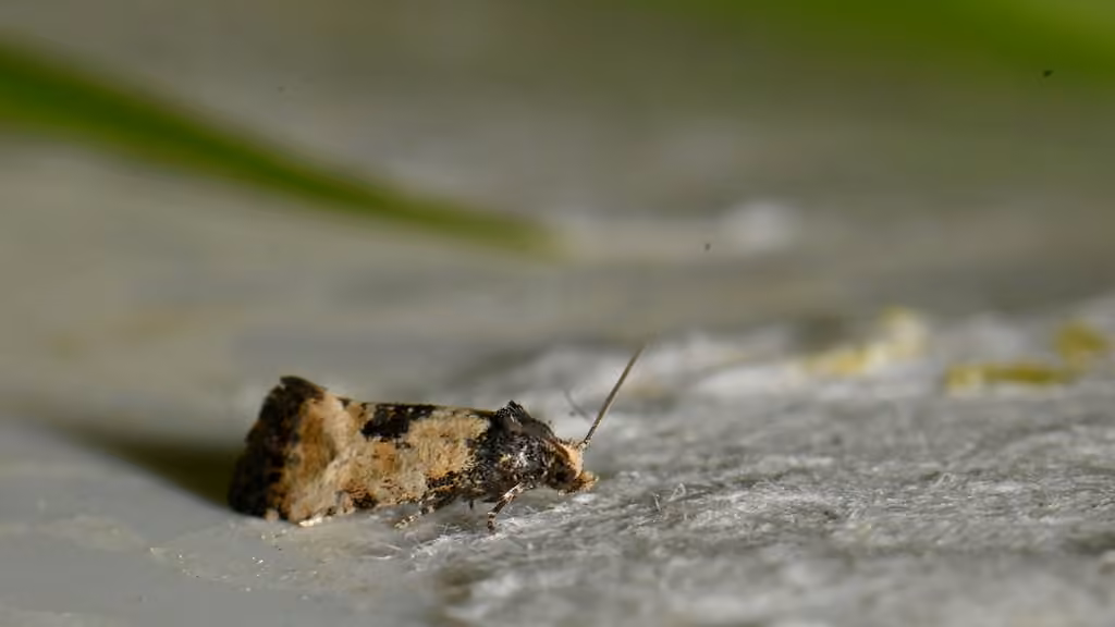 Little Conch, Adult