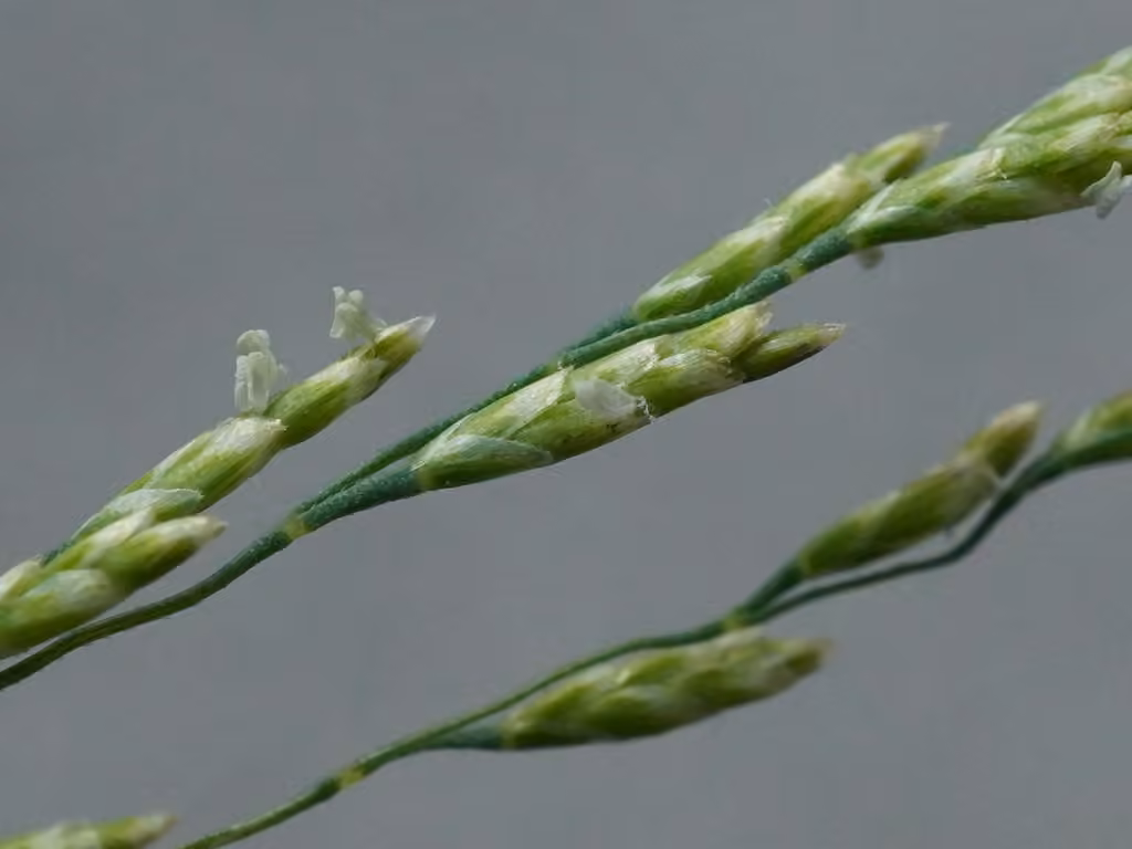 Weeping alkaligrass, In flower