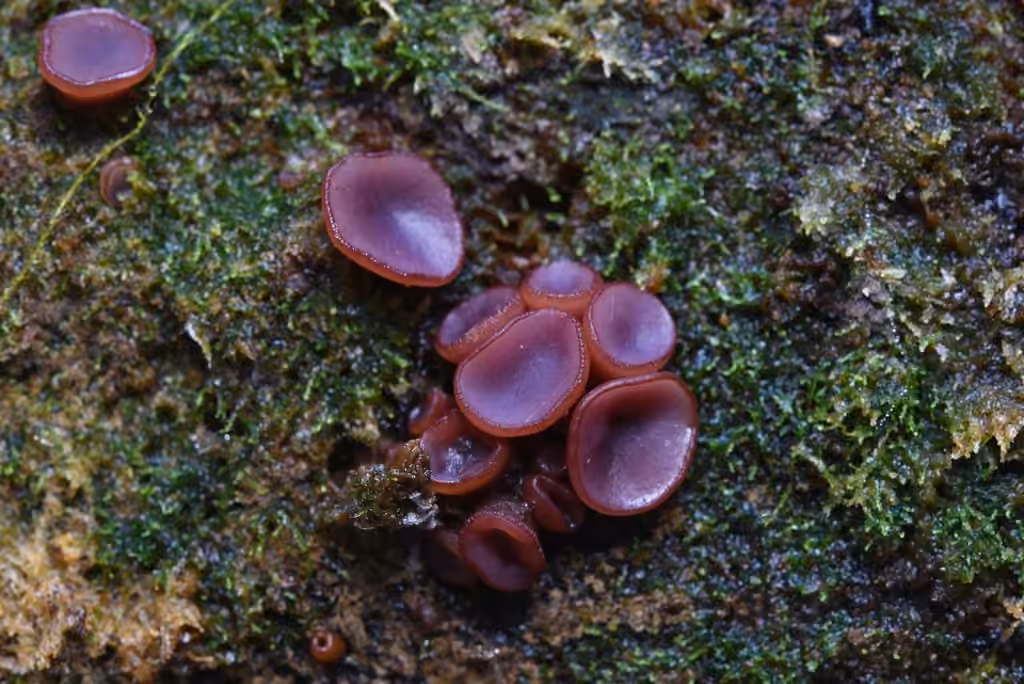 Purple Jellydisc, photo 3 of 5