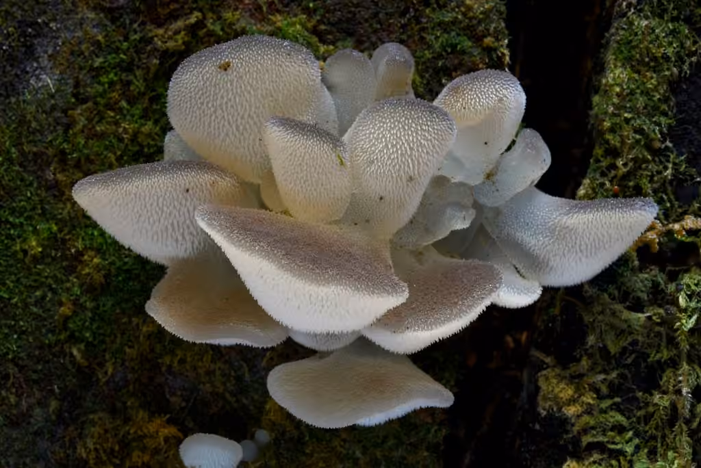 Jelly Tooth, photo 2 of 5