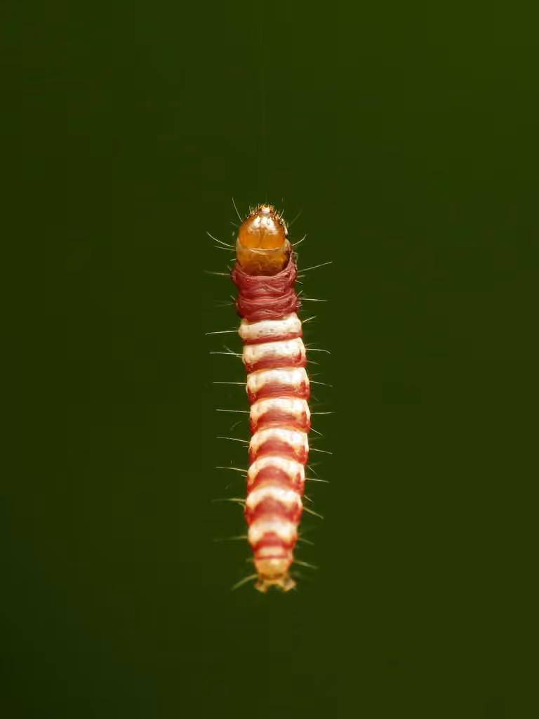 White Stripe-backed Moth, Caterpillar