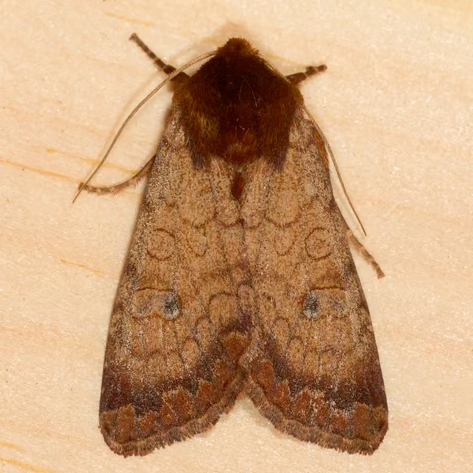 Rosewing Moth, Adulte