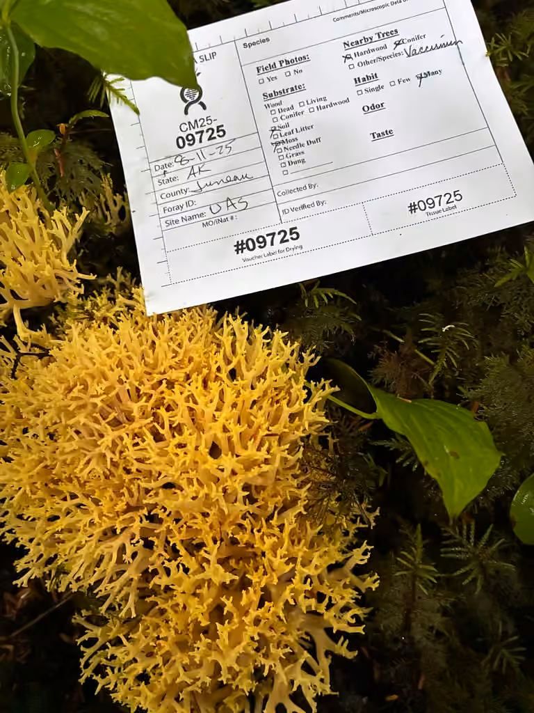 Ramaria cystidiophora, photo 2 sur 5