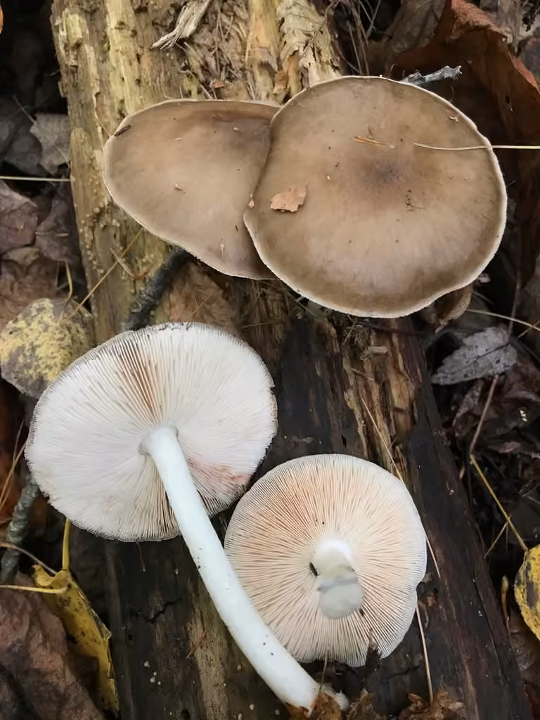 Plutée de Hongo