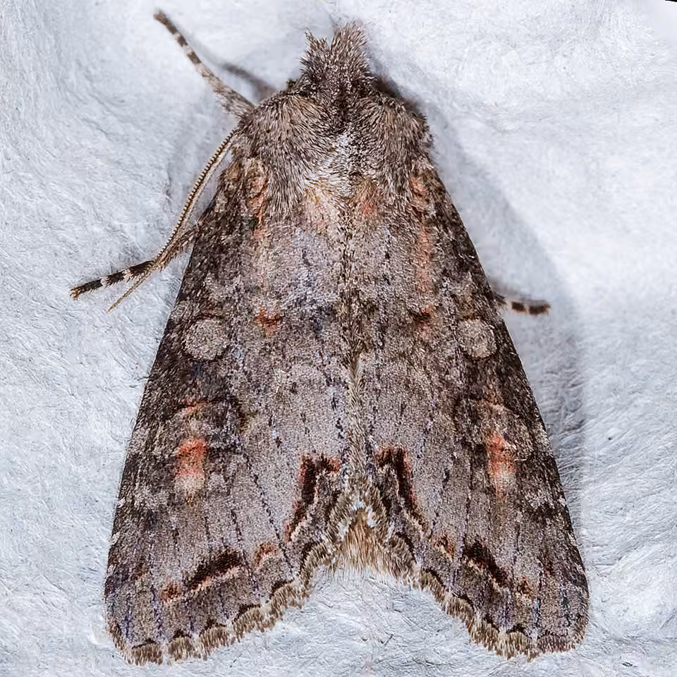 Purple Arches Moth, Adult