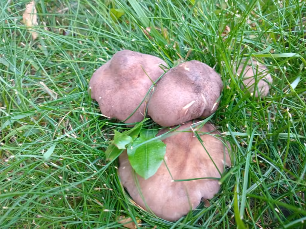 Calocybe violet, photo 2 sur 5