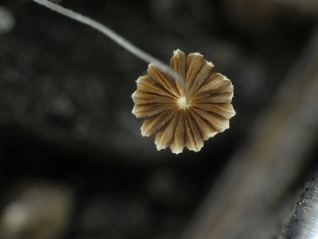 Coprinellus heptemerus, photo 2 sur 5