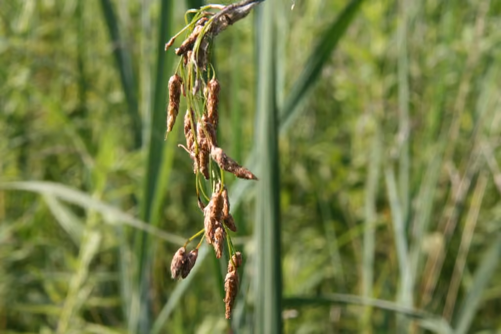 Pale great bulrush, photo 1 of 5
