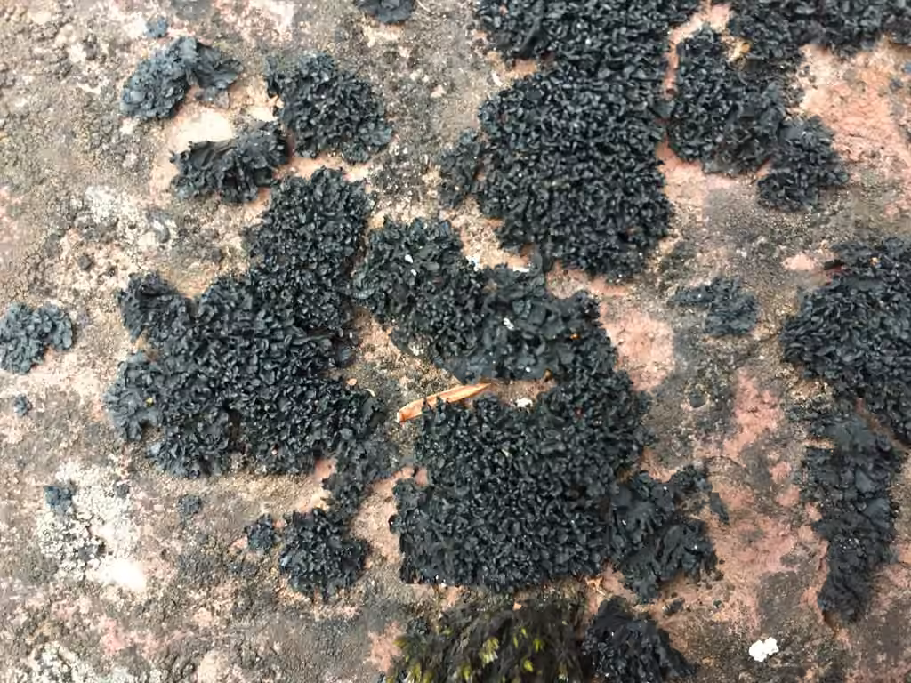 Lichinelle noire, photo 2 sur 5