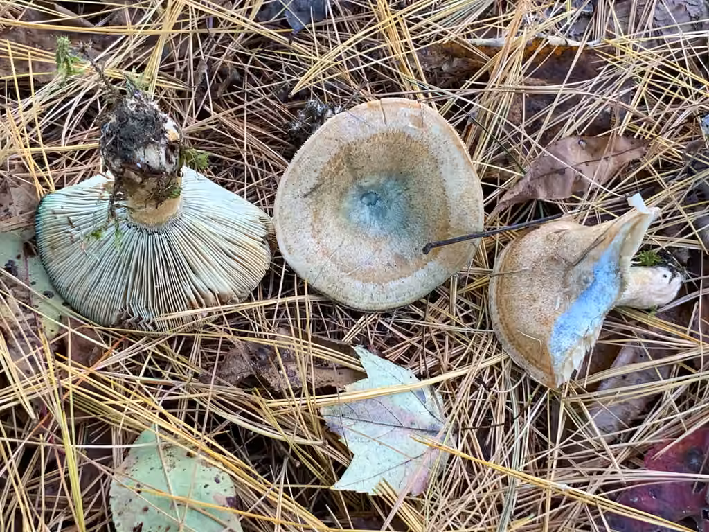 Lactaire chélidoine, photo 2 sur 5