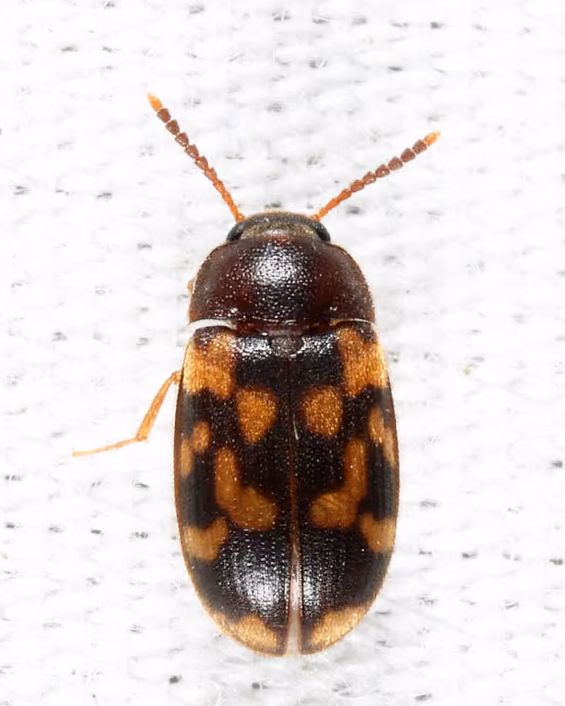 Serrulate Hairy Fungus Beetle, photo 2 of 5