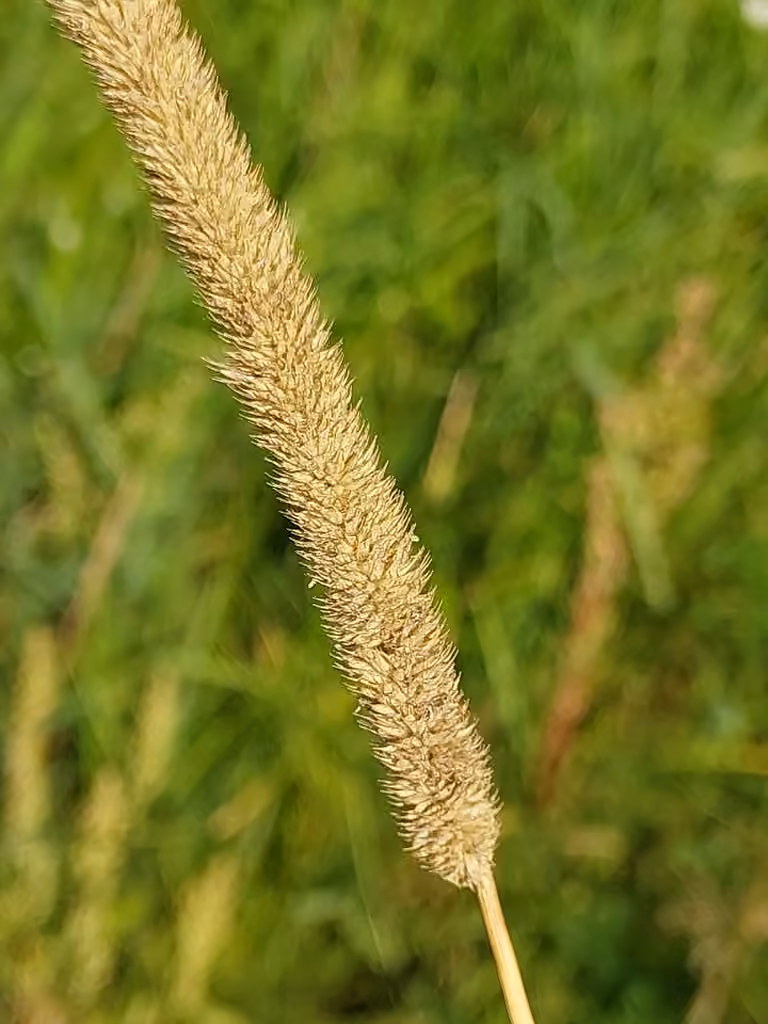 Timothy, In fruit