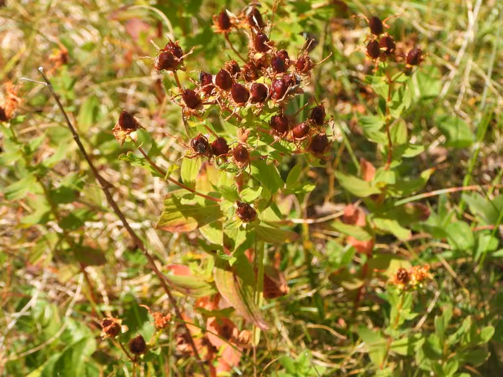 Millepertuis taché, En fruits