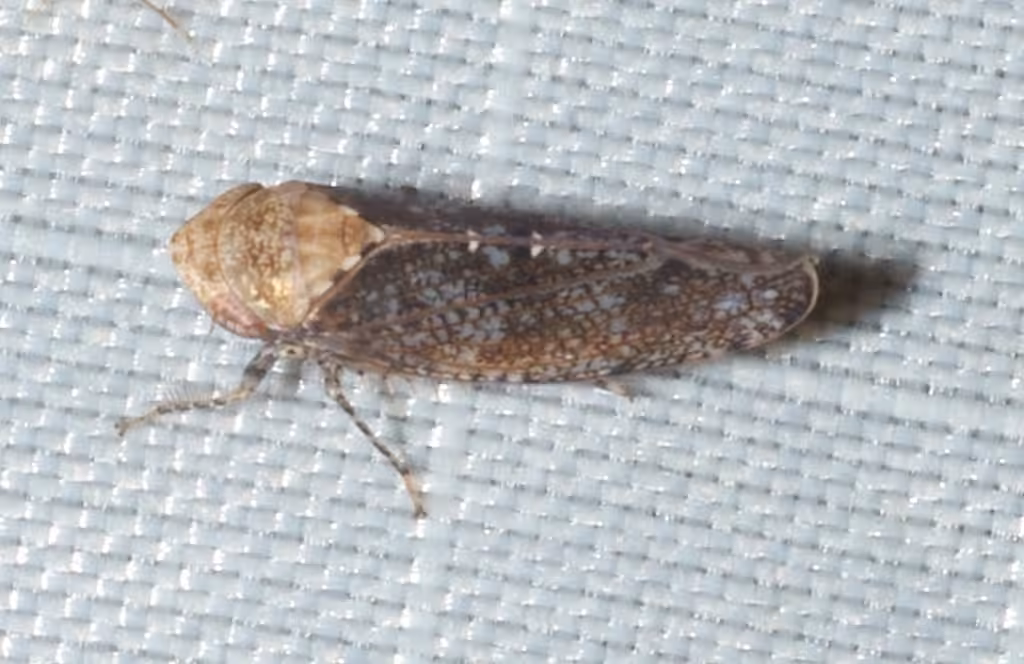 Paraphlepsius fulvidorsum, Adulte