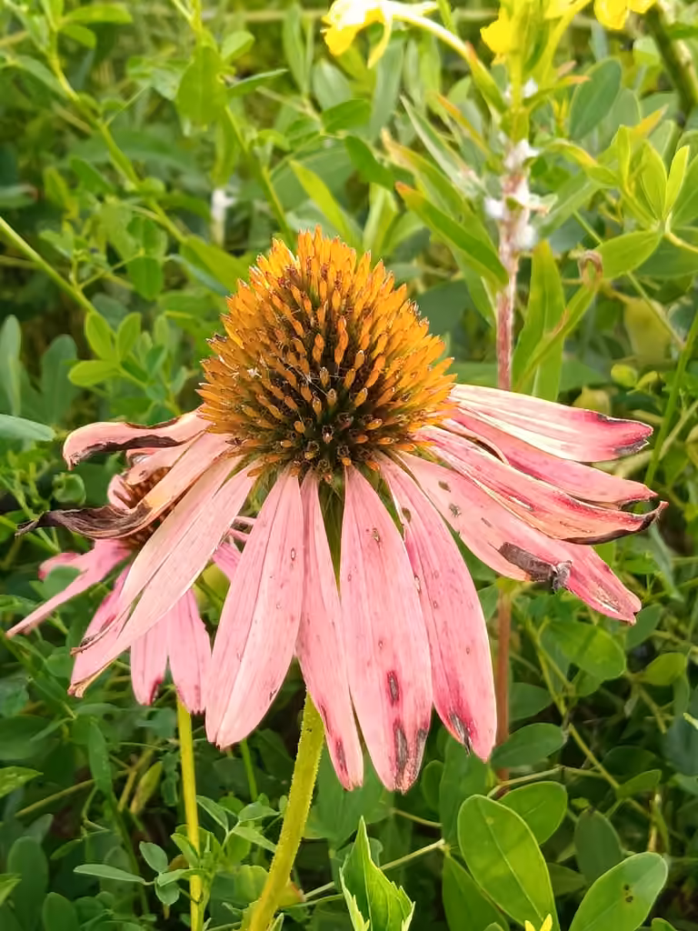 Eastern purple coneflower, In fruit