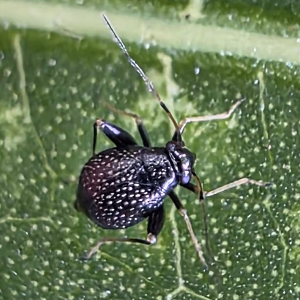 Garden Fleahopper, Nymphe