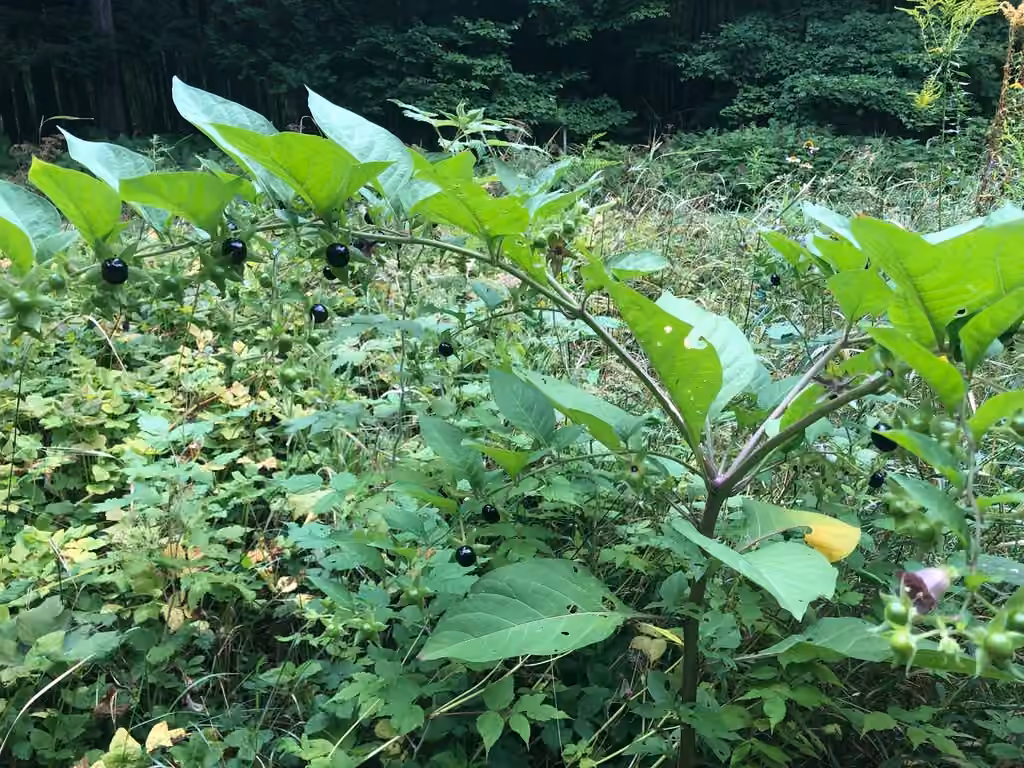 Deadly Nightshade, In flower