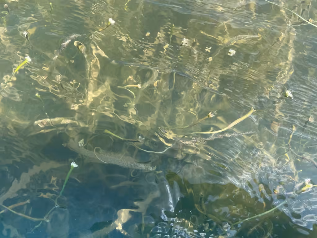American eelgrass, In fruit