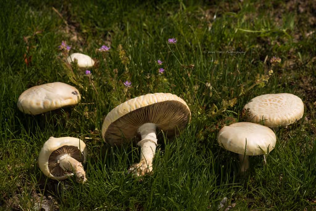 Agrocybe dur, photo 3 sur 5