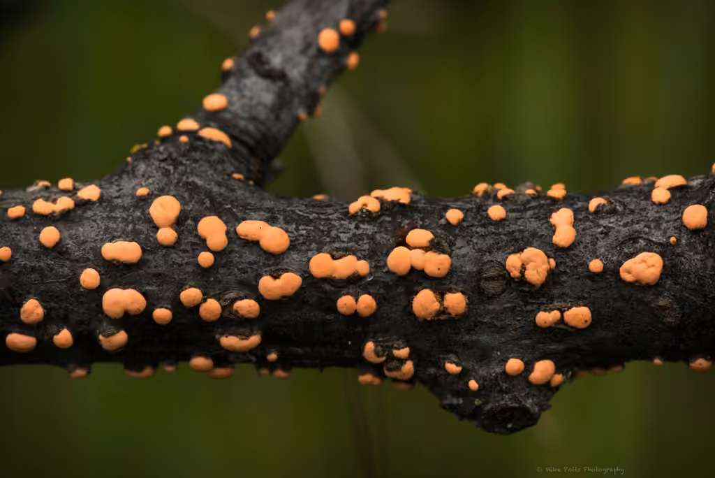 Nectrie rouge cinabre