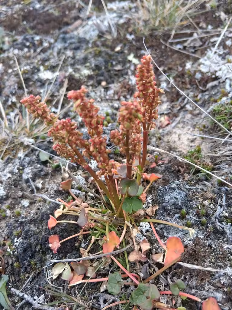 Alpine mountainsorrel, In fruit