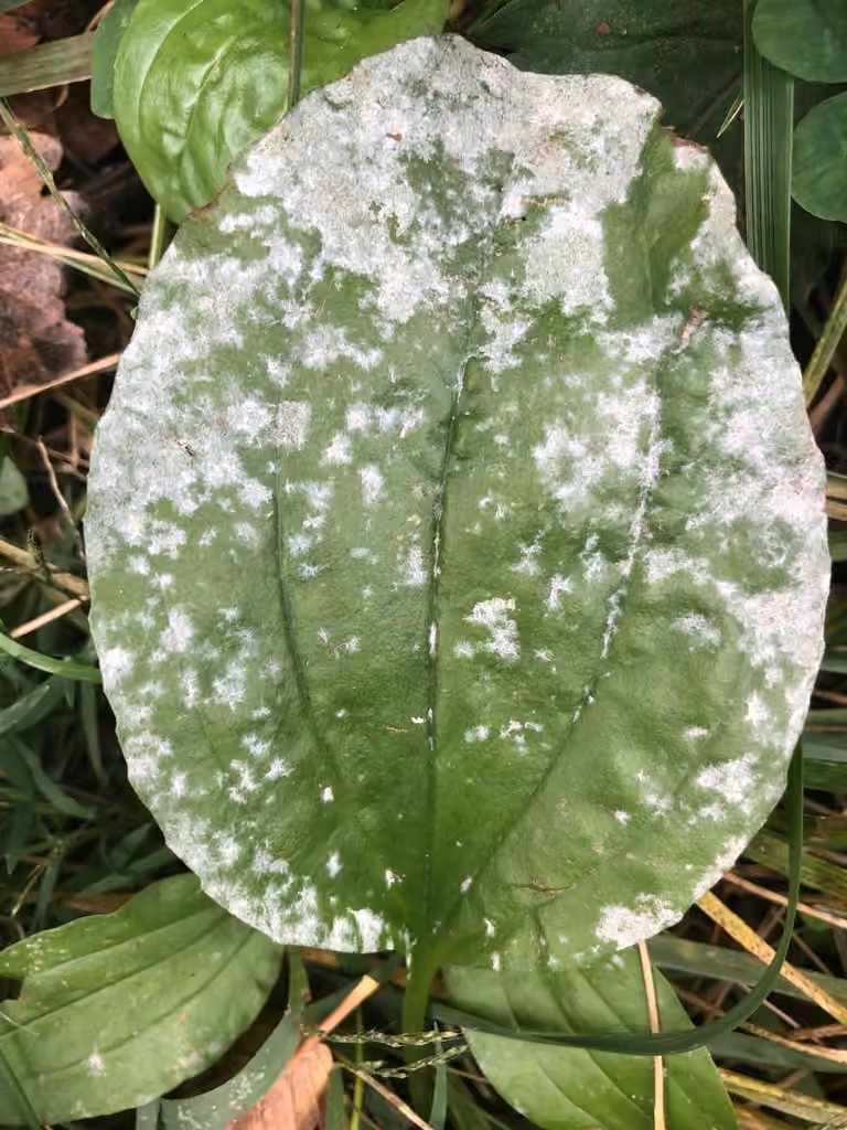 Plantain Mildew