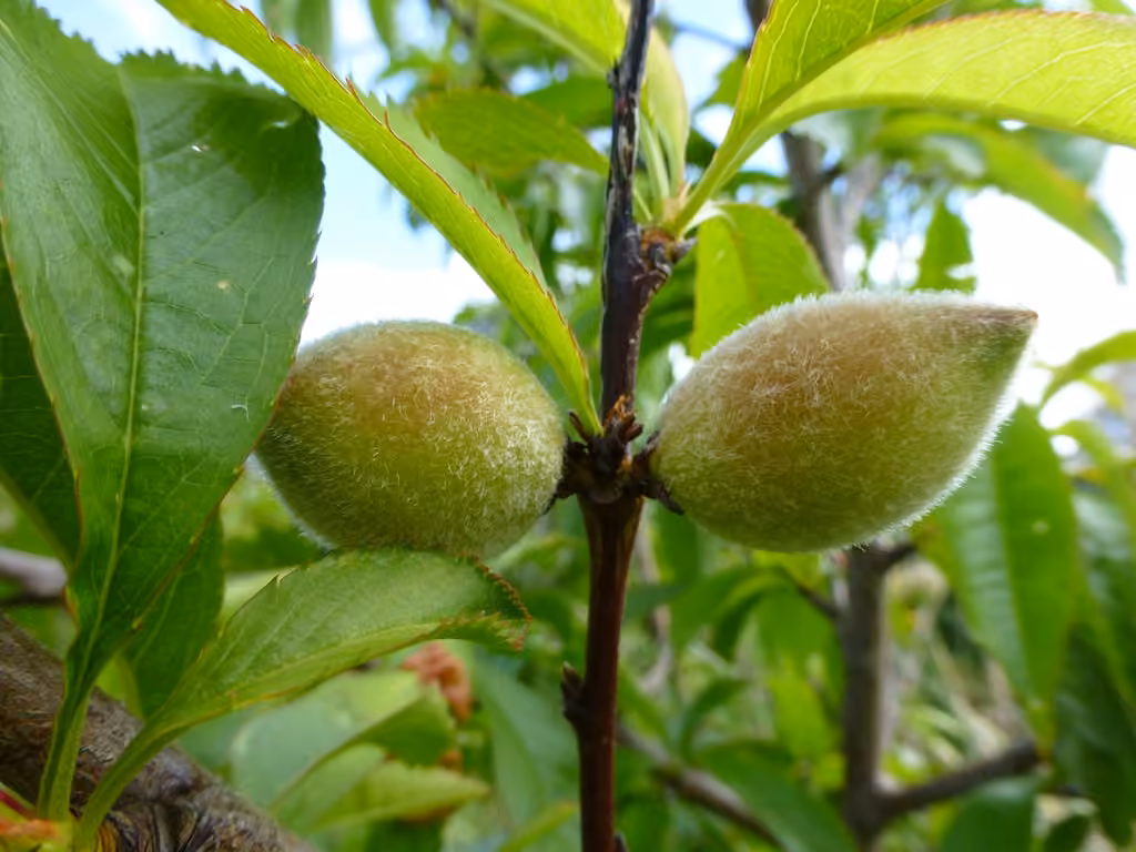 Pêcher, En fruits
