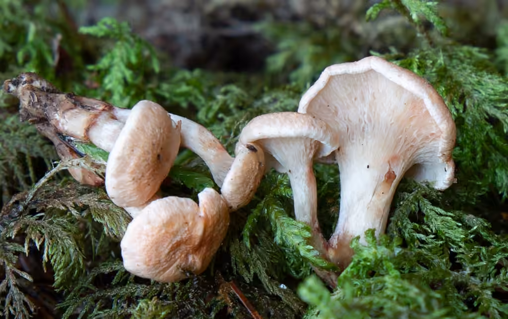 Pink Bubblegum Mushroom, photo 3 of 5