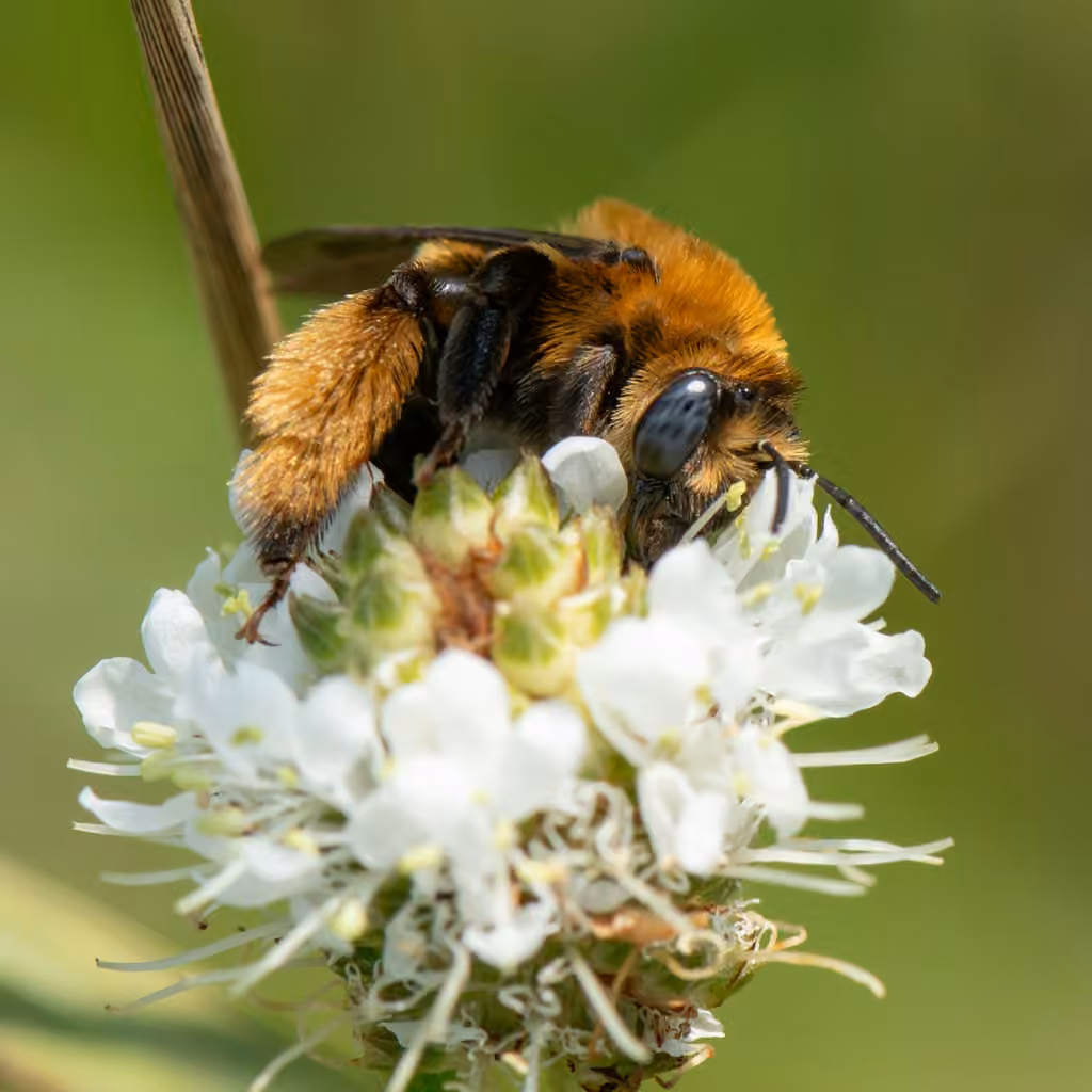 Abeille à ventre denté, Femelle