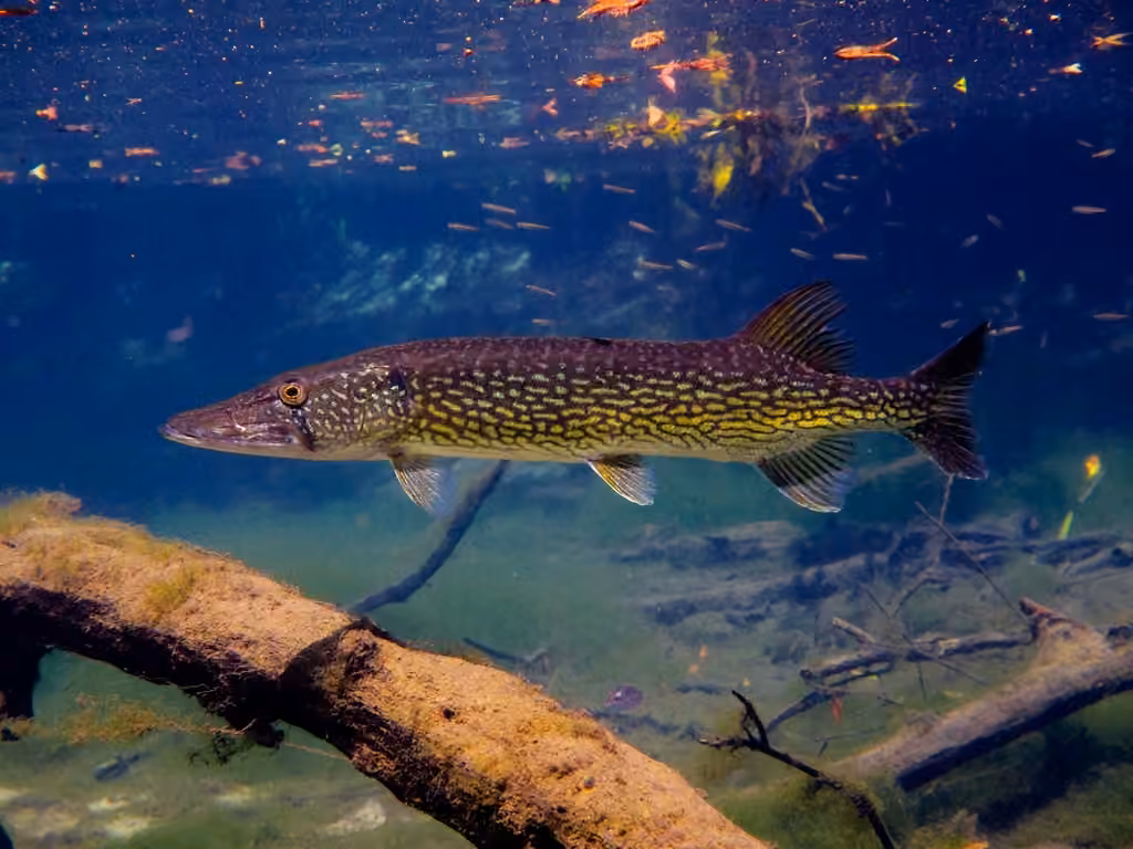 Brochet maillé