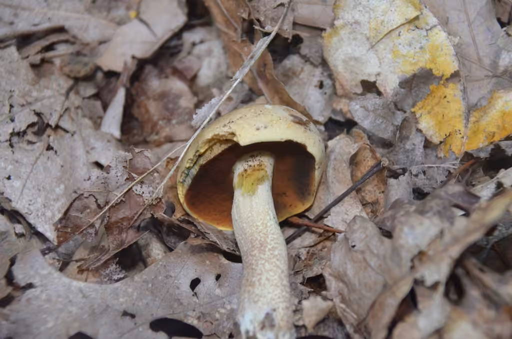 Bolet faux-vermiculosus, photo 3 of 5