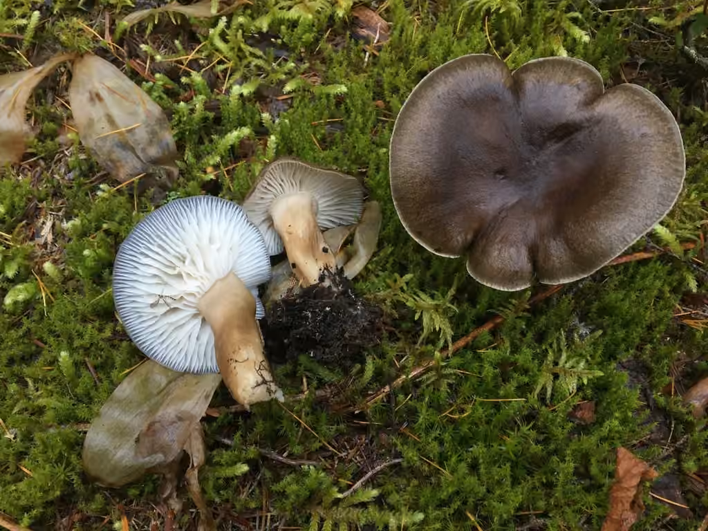 Hygrophore des chèvres, photo 2 sur 5