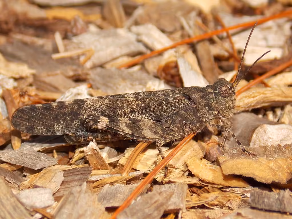 Crackling Forest Grasshopper, photo 1 of 5