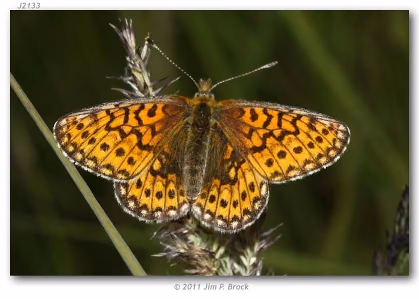 Bog Fritillary, photo 2 of 5