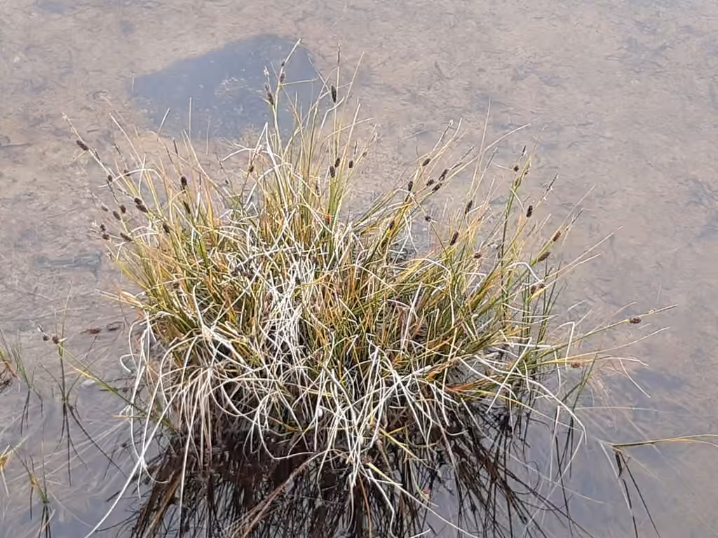 Carex saxatile, En fruits