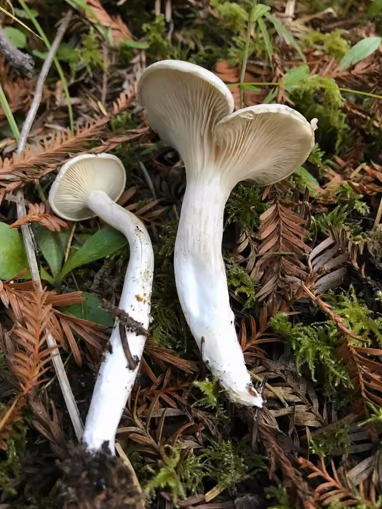 Clitopile petite prune, photo 2 sur 5