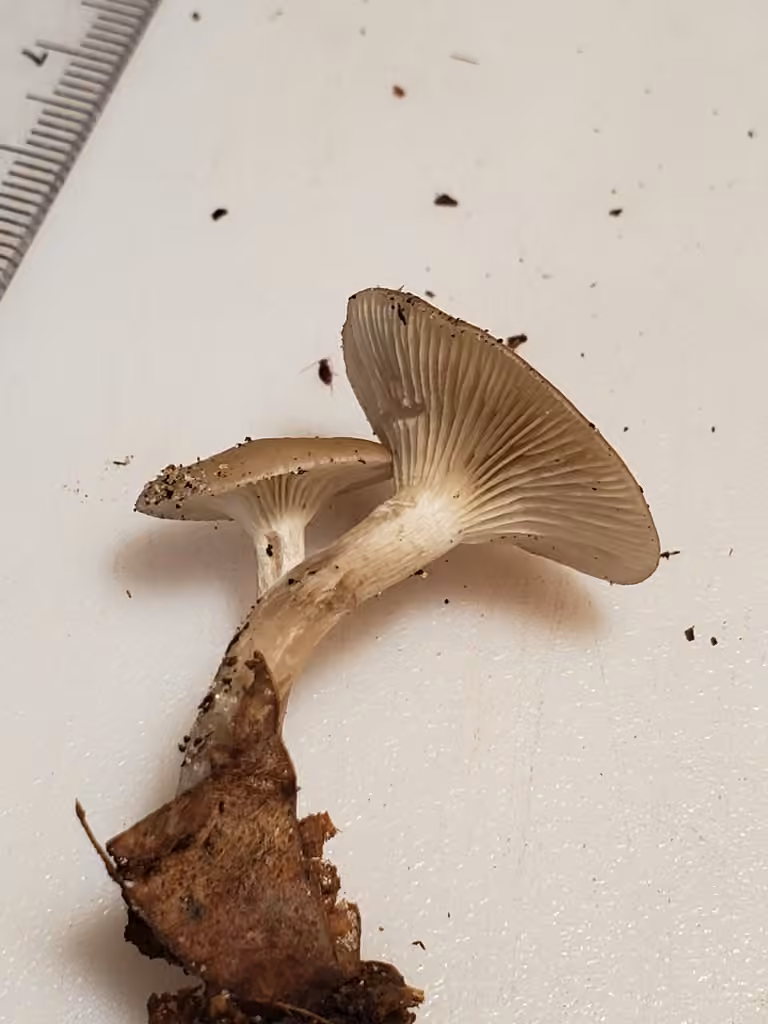 Clitocybe moisi, photo 2 sur 5